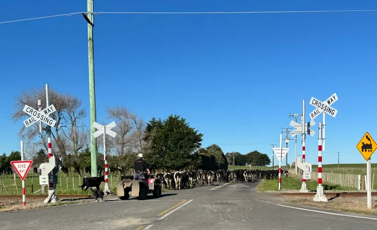 紐西蘭鄉間日常