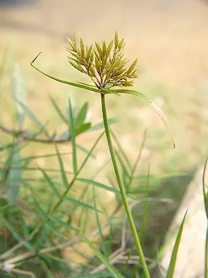 src