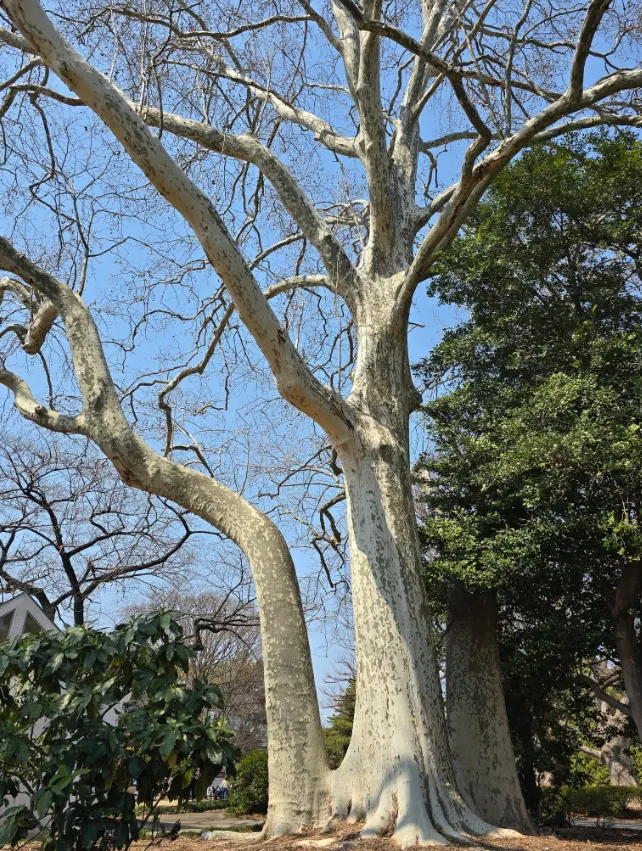 最近在新宿御苑看到的白色樹木