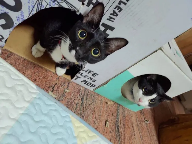 女友家中的另外兩個小霸王