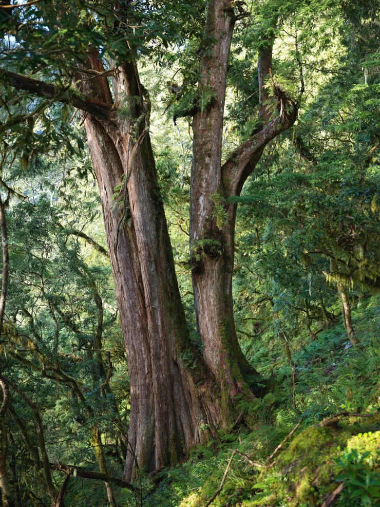 卑南主山山腰的紅檜大樹(Photo by. HASSELBLAD X2D + XCD 55/2,5V)