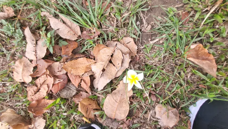 花飄落葉無人問(李建崑攝影)