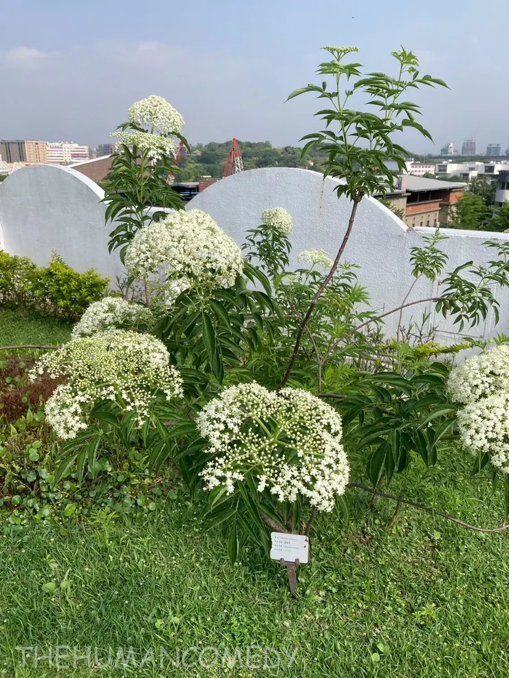 [ 美食景點 ] 歐華酒店 | 綠建築屋頂