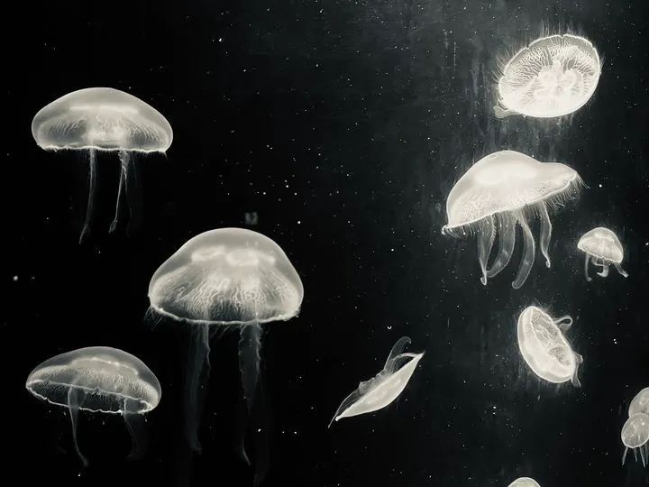 -度日隨筆#29｜節氣、颱風與占星：星圖與身心氣象的雜想-