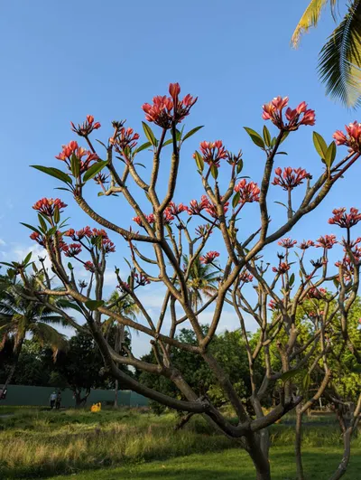 你的夢想在哪裡？