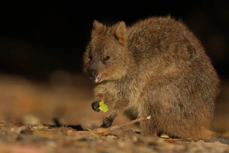 Quokka