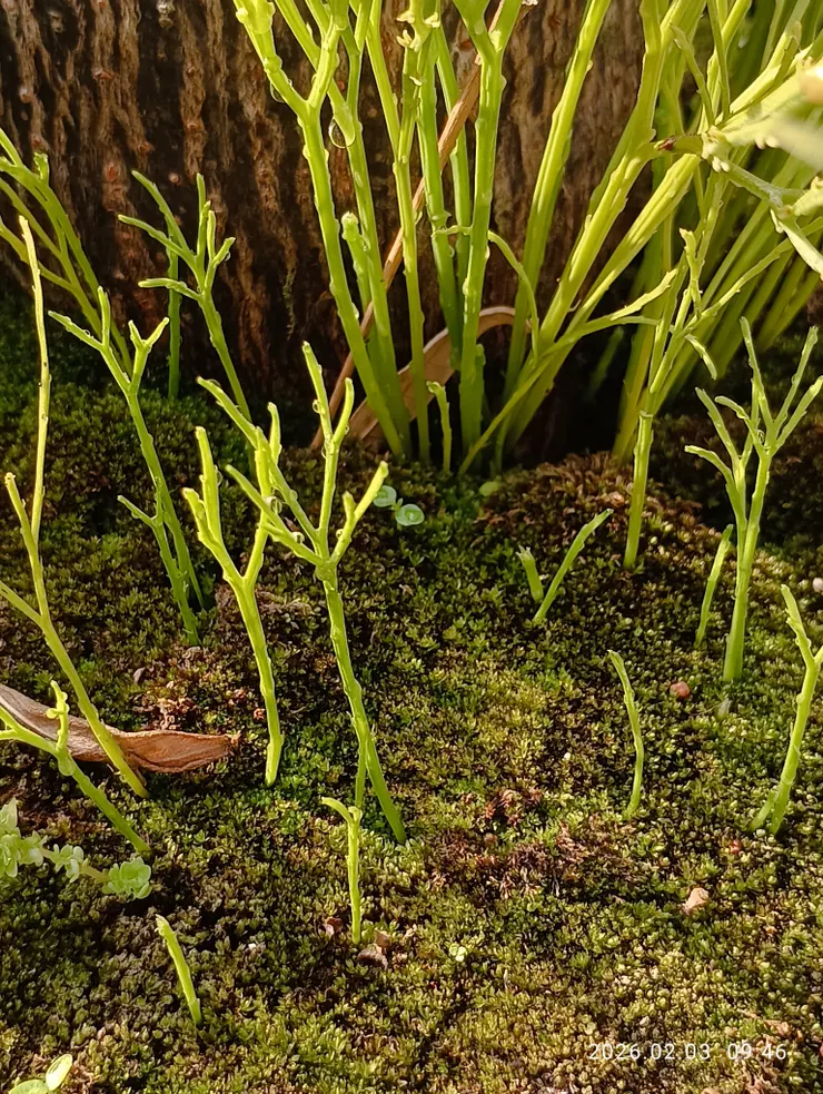 無邊晨陽自在處，皆自拍攝