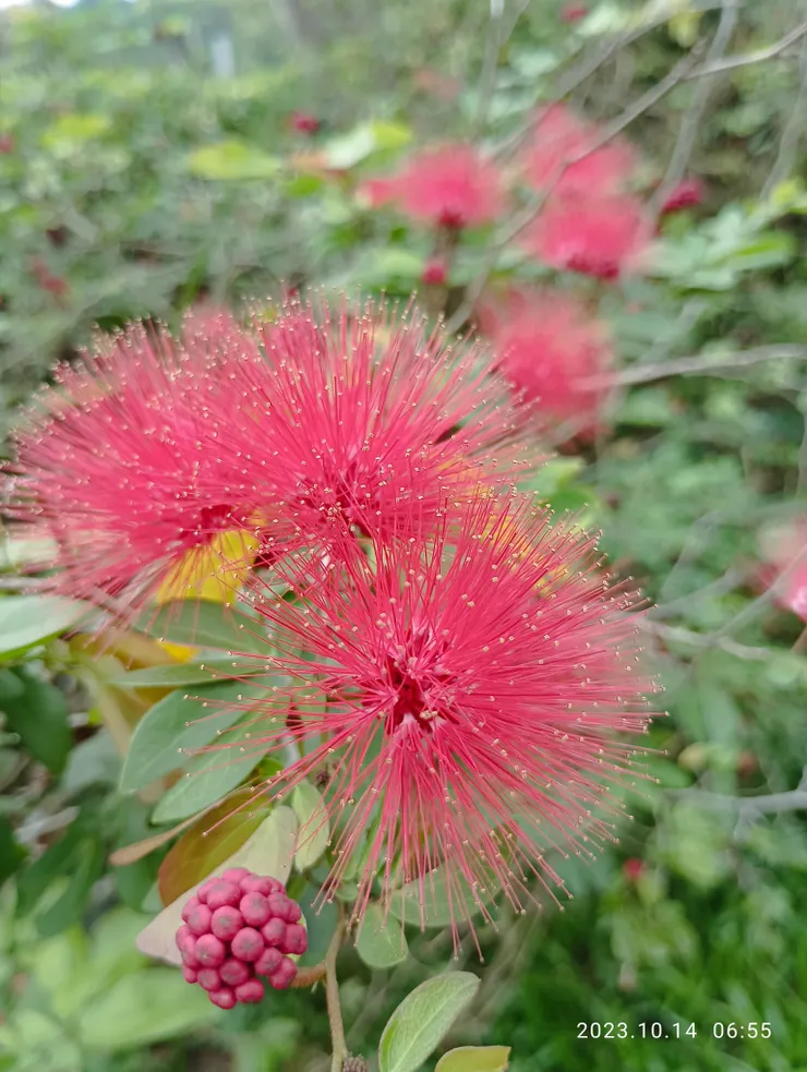 紅粉紅撲花，自拍攝於澄湖