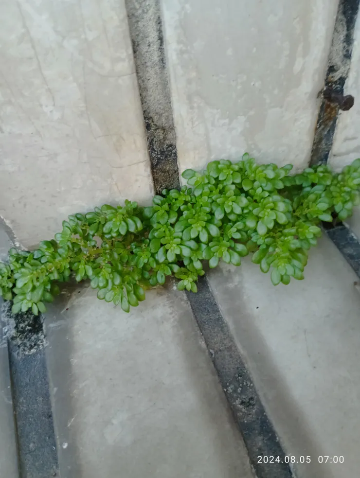 磁磚牆縫的小葉冷水花