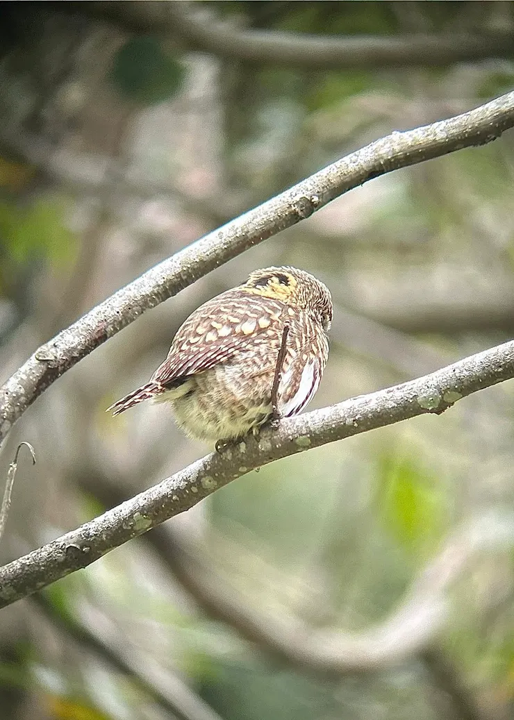 圖17難得拍到正反面各一隻眼睛的鵂鶹