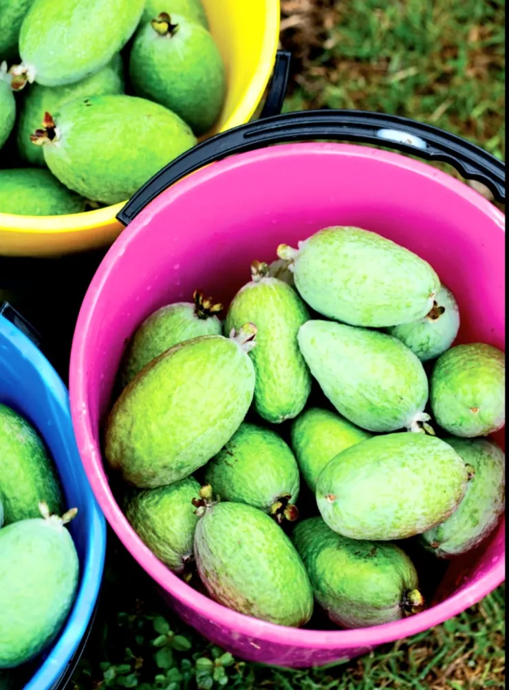 相片來自網際網路