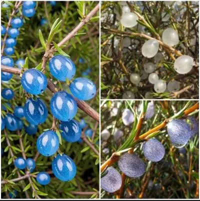 蛋白石莓(Coprosma brunnea)