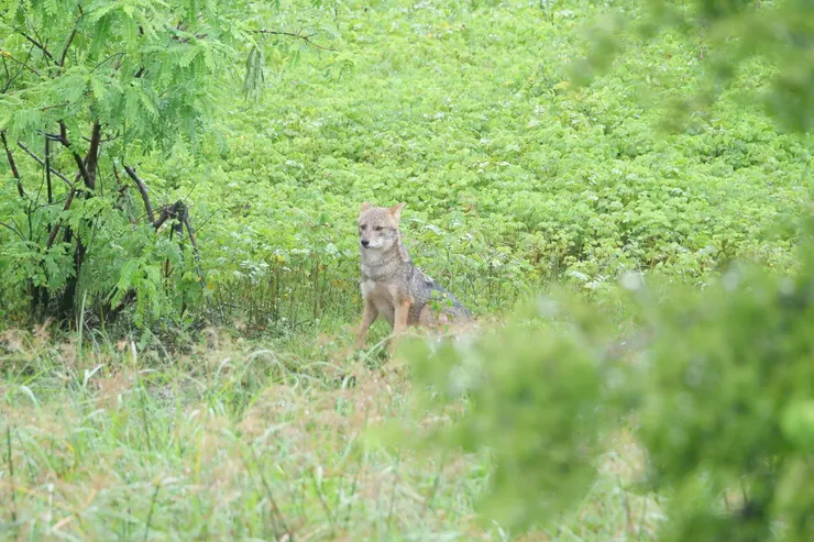 Sri Lankan Jackal
