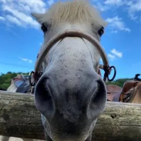 道産子/照片來源：網頁資訊