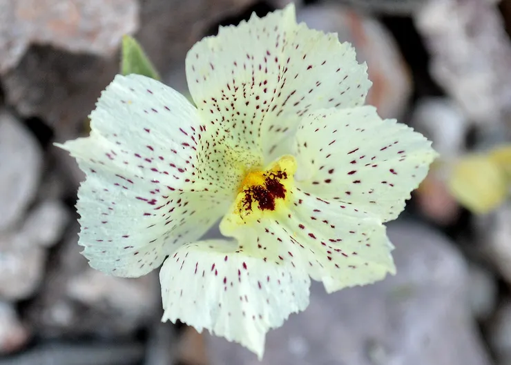 鬼花(Mohavea confertiflora)花朵