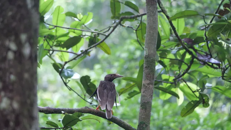 背面並未能看到王子魅力