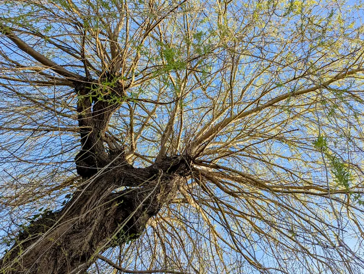 2025/03/20 春分：住家巷口一戶人家後院，有參天柳樹一棵，每次外出散步必經過。節氣之始，以汝為證。
