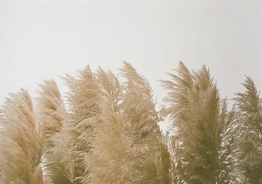 向蘆葦花一樣，風一吹，就隨命運的安排