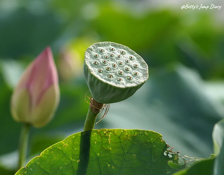 ▲2024桃園蓮花季/圖片來源:Betty's Jump Diary