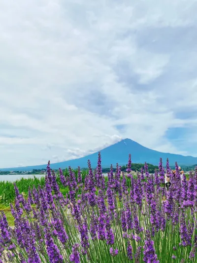 沒有白頭的富士山