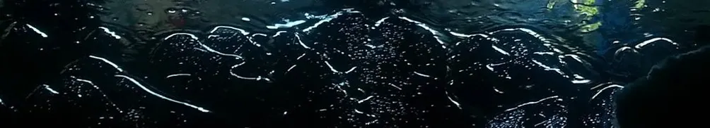 騎著羊駝的摩托羅拉的沙龍