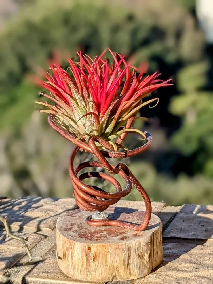 媽媽的療癒多肉植栽花園