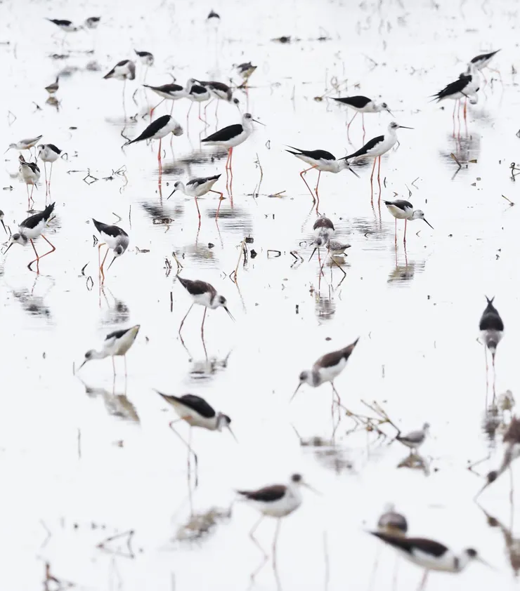 副總的臉書貼文都是他的攝影照片，彷彿作品集