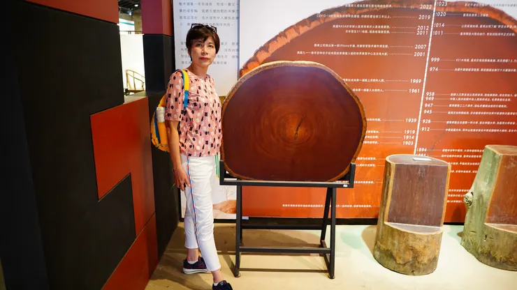 樹齡數百年的木材