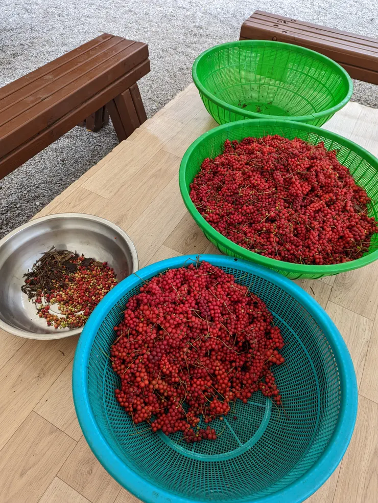 分類作業中的五味子果實們