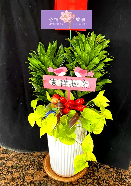 台南買盆栽，心情故事花房是您最好的選擇！這家花店擁有台南最多樣式和款式的盆栽，特別是觀葉植物，更是心情故事花房的強項之一