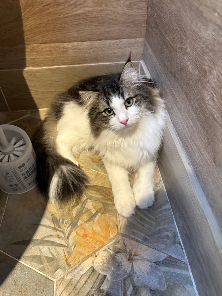 貓境|上廁所有也貓貓陪伴