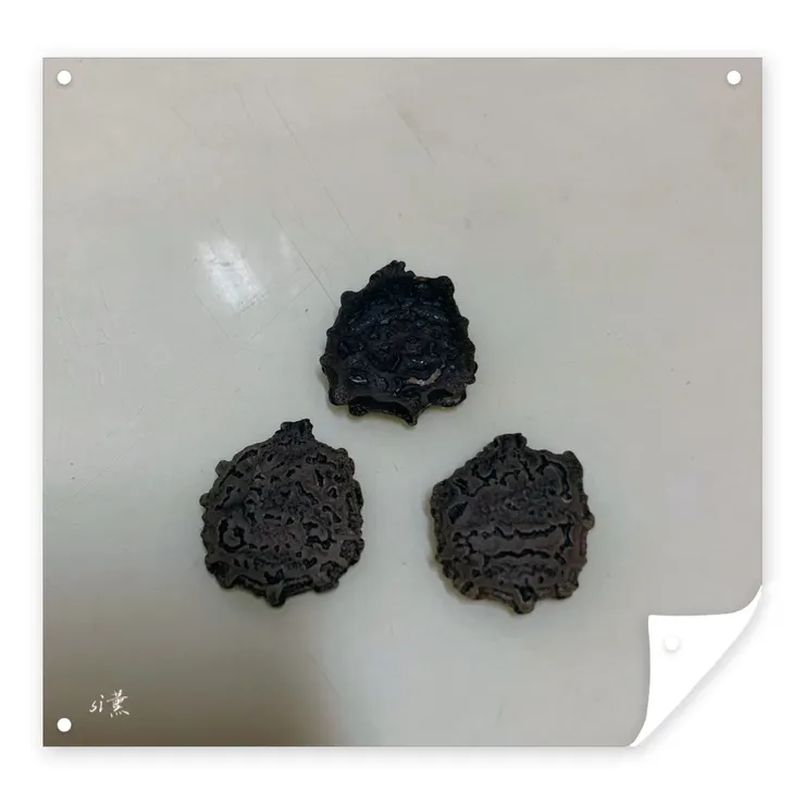 種子，木虌果因為種子像一隻鱉而得名，又俗稱天堂果，是不是真的很像。