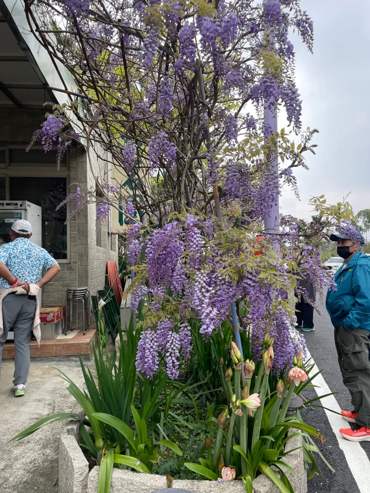 瑞里路邊紫藤花