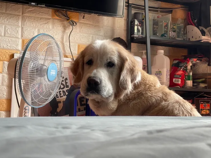 小八後期飽受腫瘤之苦(小八姊姊提供)