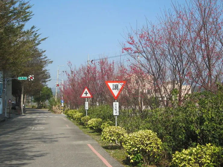 福安路沿線盛開的櫻花