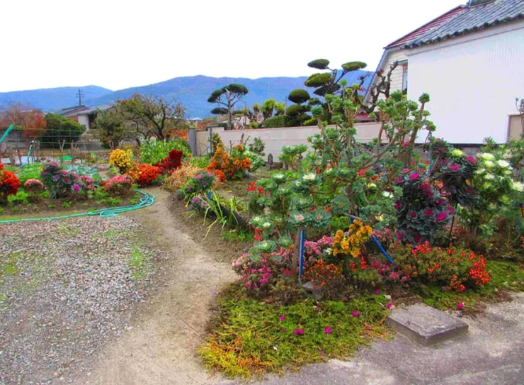 我的相機有增色功能,故意用這個功能強調這些植物的鮮豔度