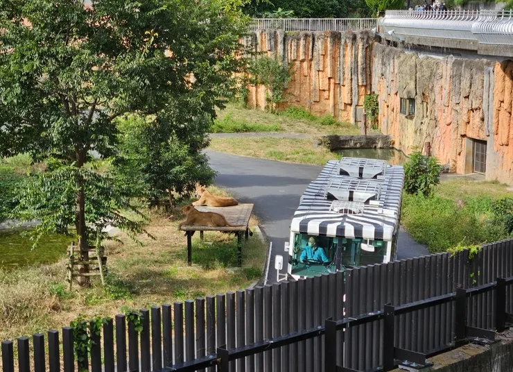 用屁屁對巴士的獅子們