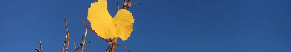 反現實女子M的沙龍