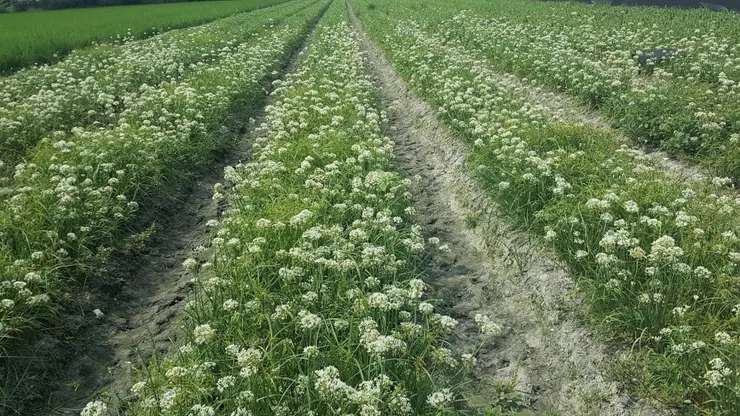韭菜花田又有「九月雪」之稱