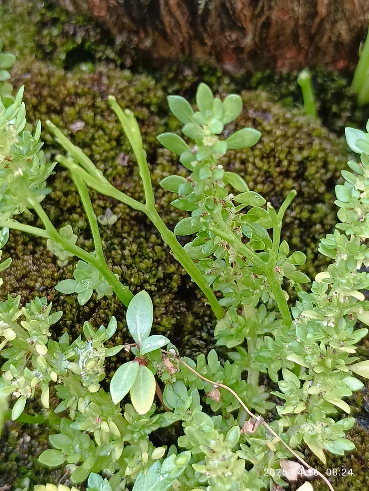 一小鏡中有松針蕨,日日春,小葉冷水花,棣棠花，自拍攝