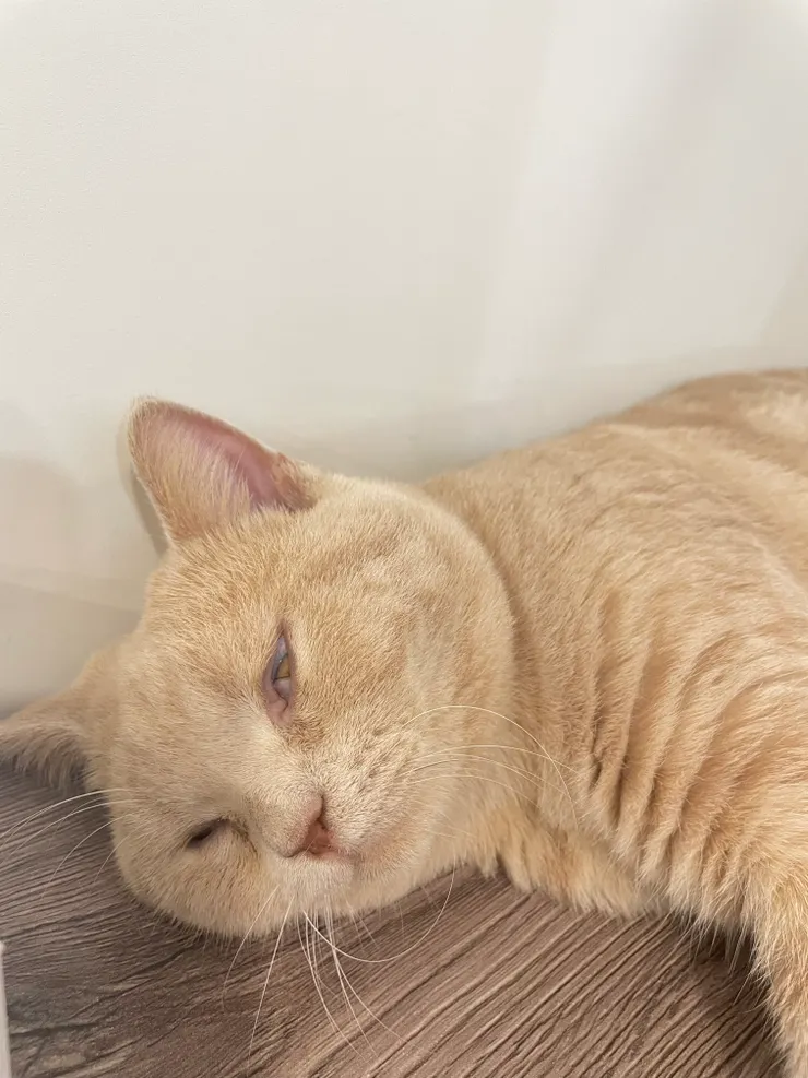 睡到白眼翻成這樣 很應景