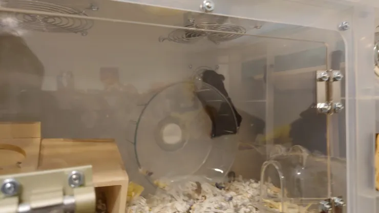 對米來說滾輪都不是拿來跑的都是拿來抓的😂(認養人米爸媽提供)