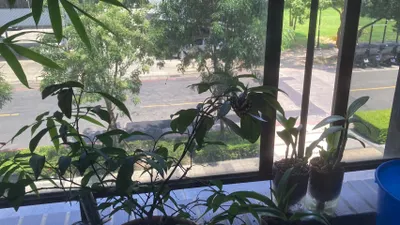 陽台花花草草經營有成二年了開始有蝴蝶來光臨請找找蝴蝶在哪裡?