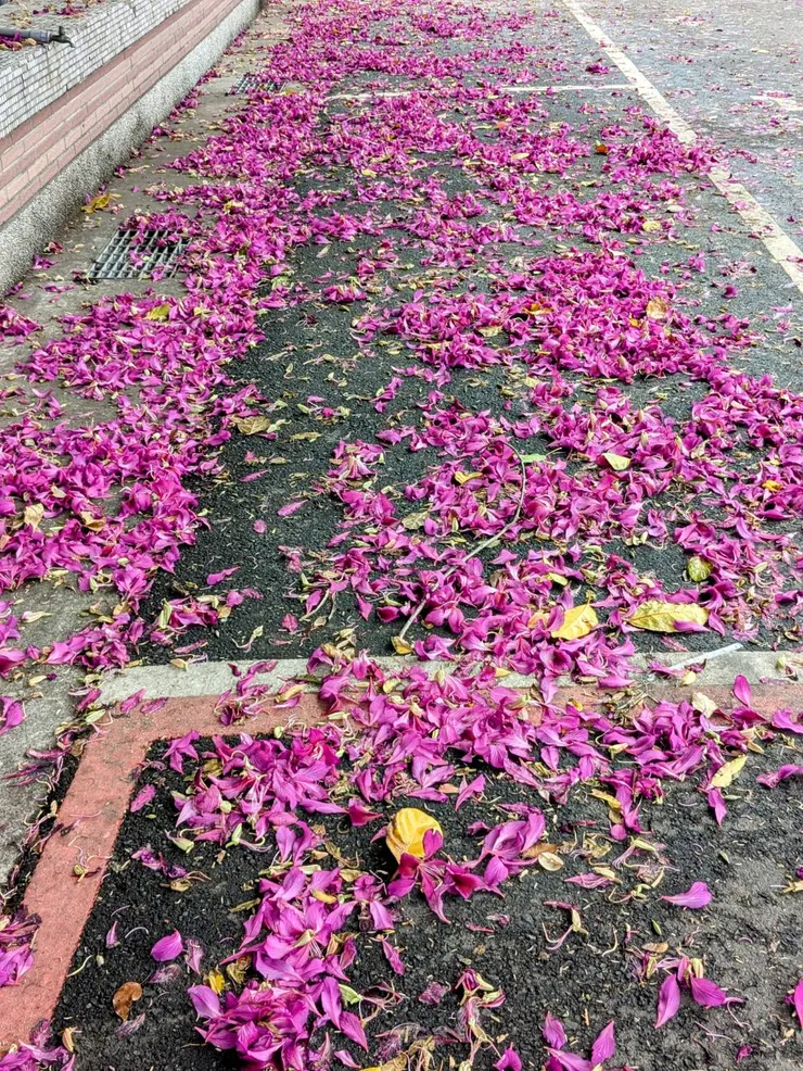 媽媽拍的飄落的花卉