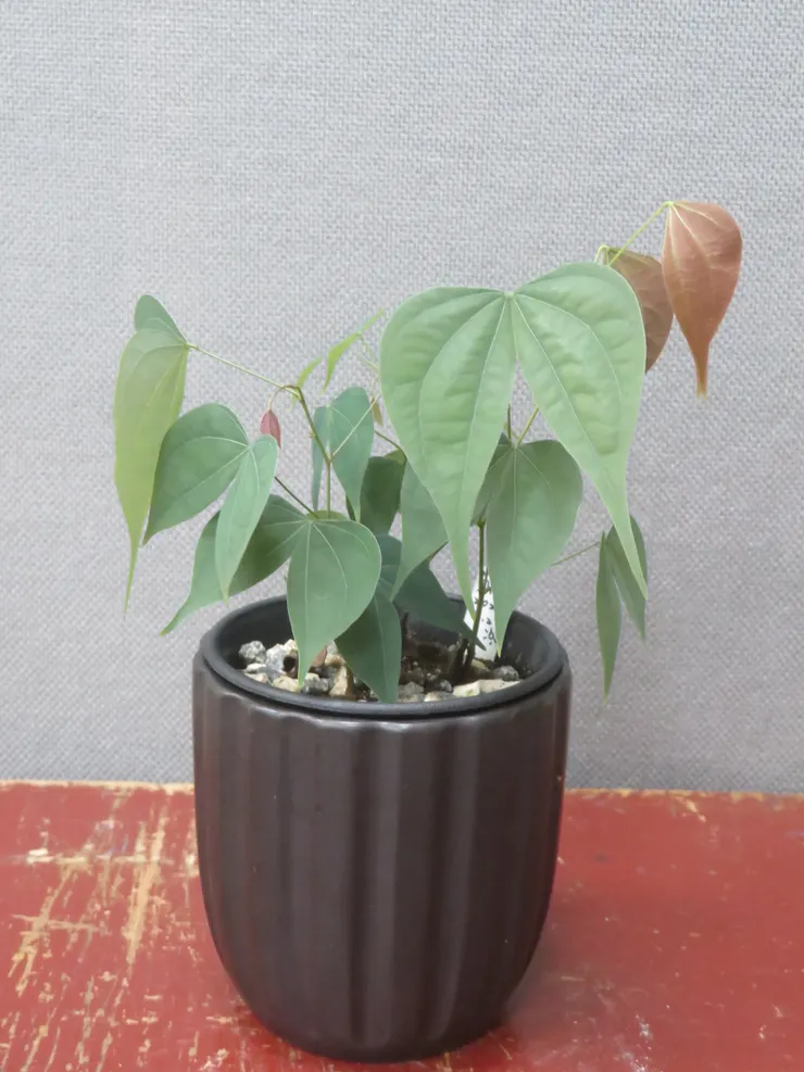 大安社大112.07.01