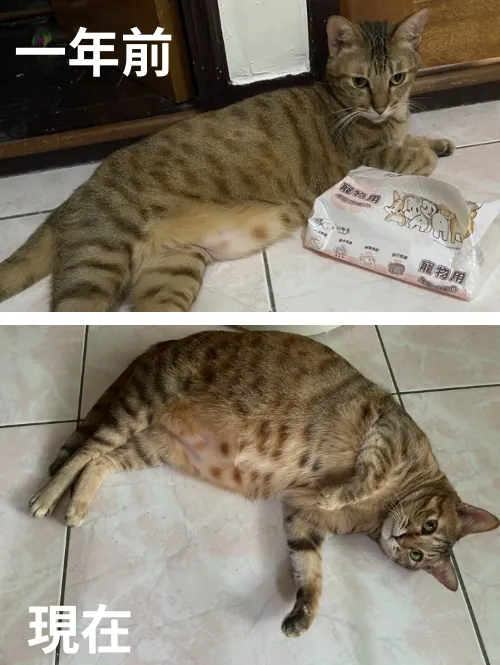 體型一去不復返