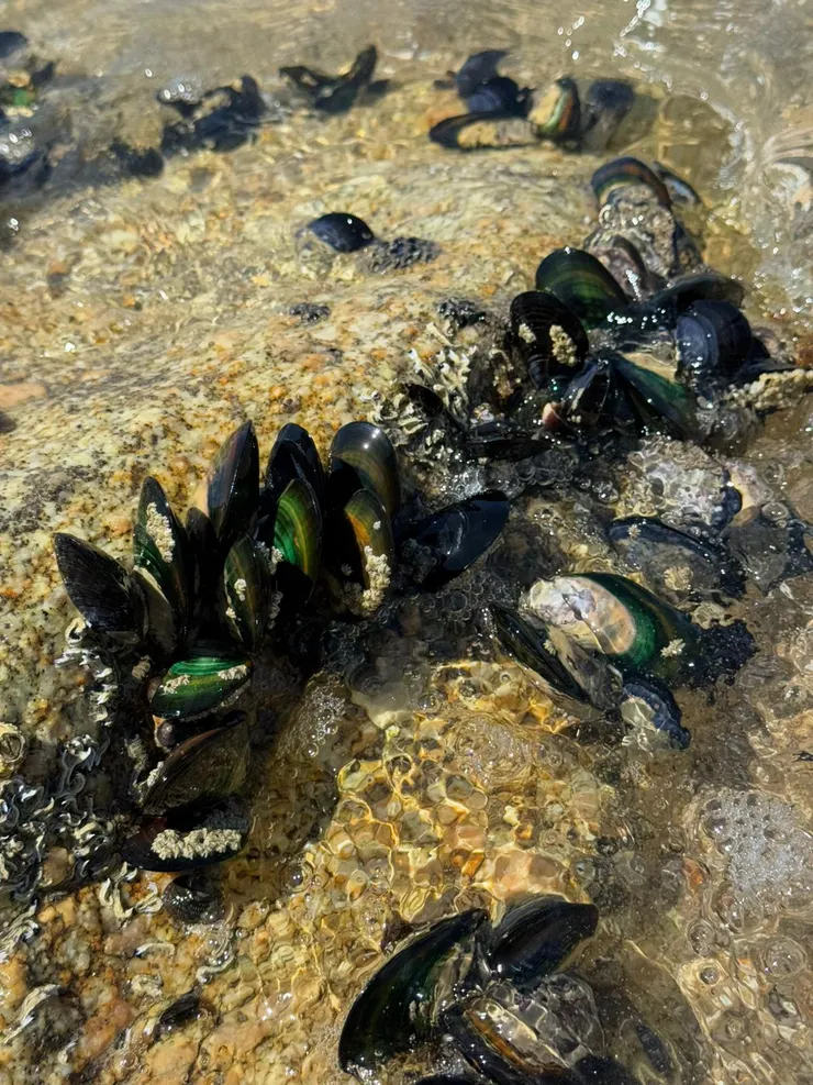 夏季的海邊可以隨手抓一大把孔雀貝回家加菜