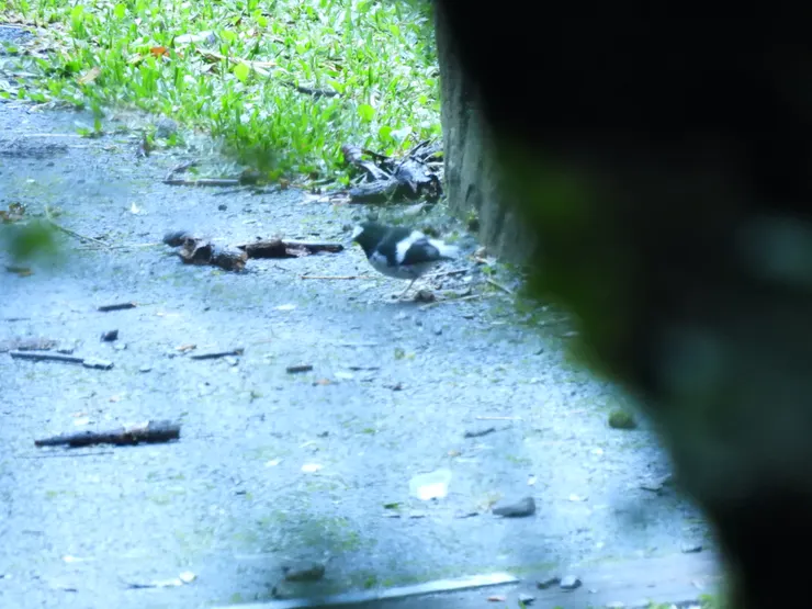 小剪尾|小蝦拍攝