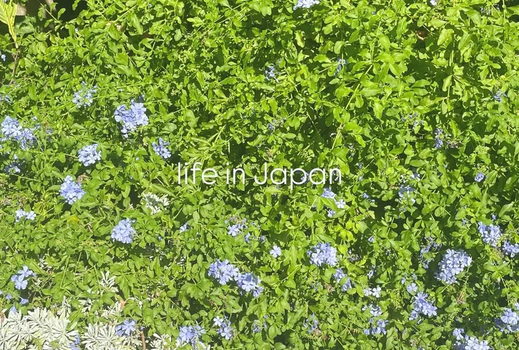 先來張漂亮的首圖壓壓驚