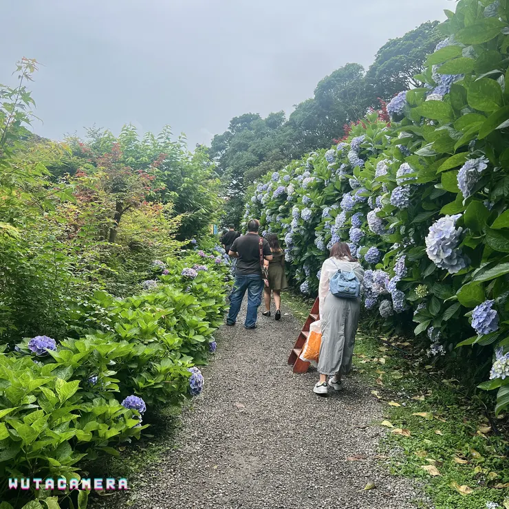 大梯田:一大片繡球花牆走道